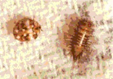 Anthrenus spp (adulto y larva) Attagenus spp (adulto y larvas)